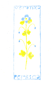 植物イラスト描き方‐オオイヌノフグリ