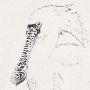 ガリ版教室生徒作品版画